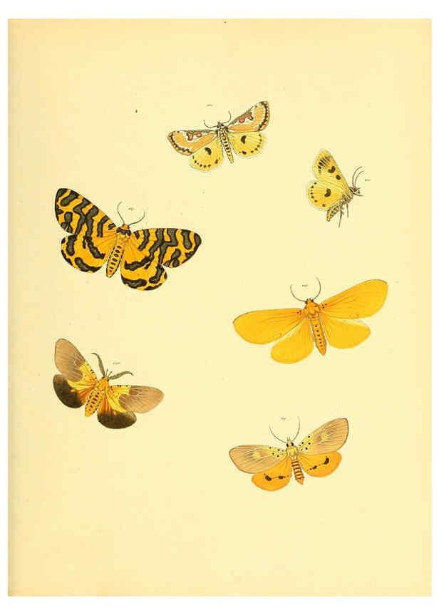 Reproducción/Reproduction 6139882925: Sammlung neuer oder wenig bekannter aussereuropäischer Schmetterlinge. Bd.1. Regensburg :G.J. Manz,1850/1858 [i.e. 1858-1869]