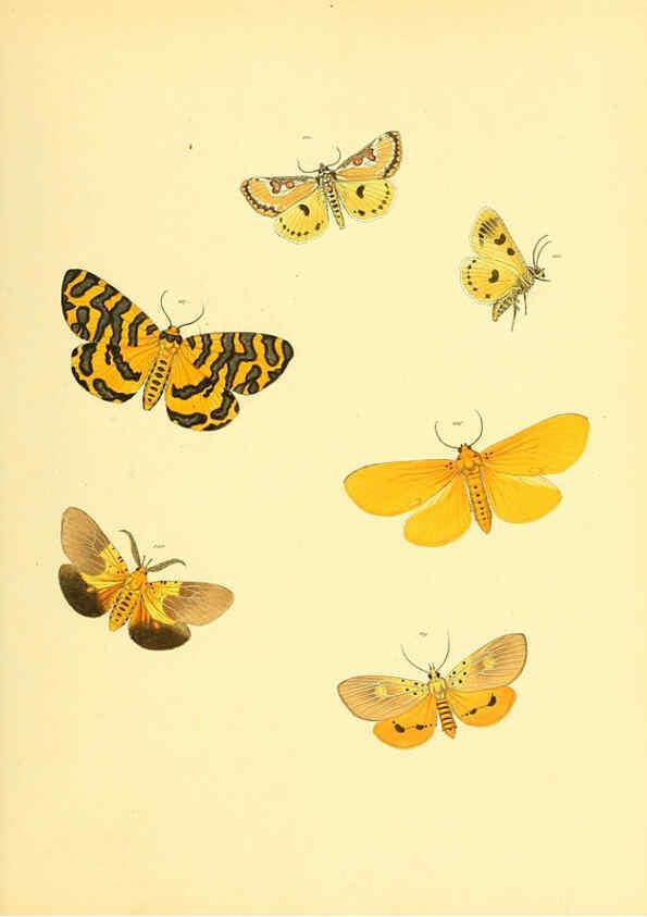 Reproducción/Reproduction 6139882925: Sammlung neuer oder wenig bekannter aussereuropäischer Schmetterlinge. Bd.1. Regensburg :G.J. Manz,1850/1858 [i.e. 1858-1869]