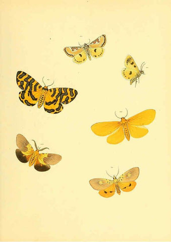 Reproducción/Reproduction 6139882925: Sammlung neuer oder wenig bekannter aussereuropäischer Schmetterlinge. Bd.1. Regensburg :G.J. Manz,1850/1858 [i.e. 1858-1869]
