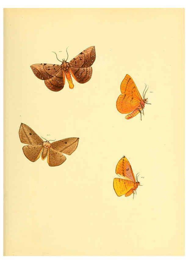 Reproducción/Reproduction 6140434474: Sammlung neuer oder wenig bekannter aussereuropäischer Schmetterlinge. Bd.1. Regensburg :G.J. Manz,1850/1858 [i.e. 1858-1869]