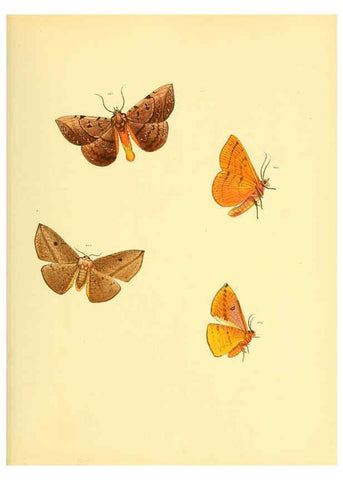 Reproducción/Reproduction 6140434474: Sammlung neuer oder wenig bekannter aussereuropäischer Schmetterlinge. Bd.1. Regensburg :G.J. Manz,1850/1858 [i.e. 1858-1869]