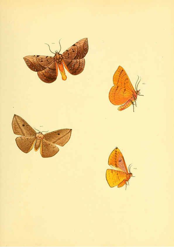Reproducción/Reproduction 6140434474: Sammlung neuer oder wenig bekannter aussereuropäischer Schmetterlinge. Bd.1. Regensburg :G.J. Manz,1850/1858 [i.e. 1858-1869]