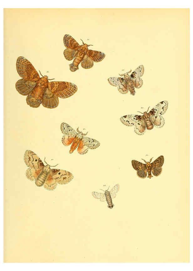 Reproducción/Reproduction 6140432190: Sammlung neuer oder wenig bekannter aussereuropäischer Schmetterlinge. Bd.1. Regensburg :G.J. Manz,1850/1858 [i.e. 1858-1869]