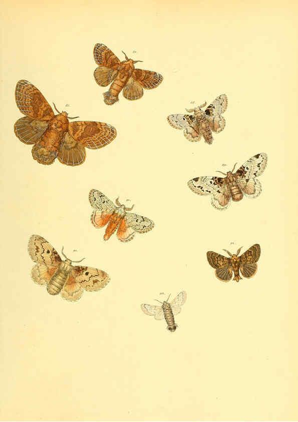 Reproducción/Reproduction 6140432190: Sammlung neuer oder wenig bekannter aussereuropäischer Schmetterlinge. Bd.1. Regensburg :G.J. Manz,1850/1858 [i.e. 1858-1869]