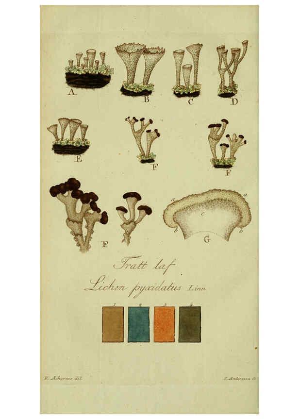 Reproducción/Reproduction 6194976234: Svenska lafvarnas färghistoria Stockholm :Tryckt hos C. Delén,1805-[1809] 