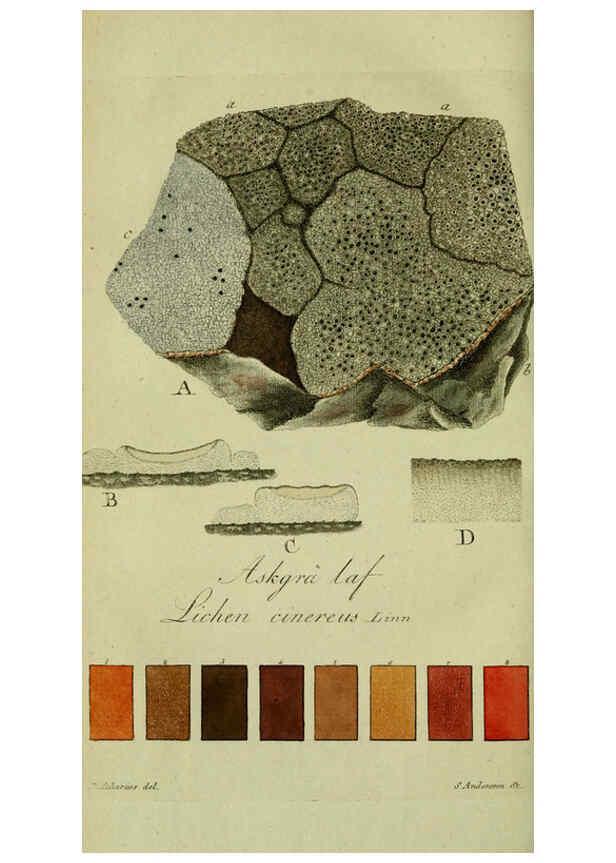 Reproducción/Reproduction 6194459409: Svenska lafvarnas färghistoria Stockholm :Tryckt hos C. Delén,1805-[1809] 