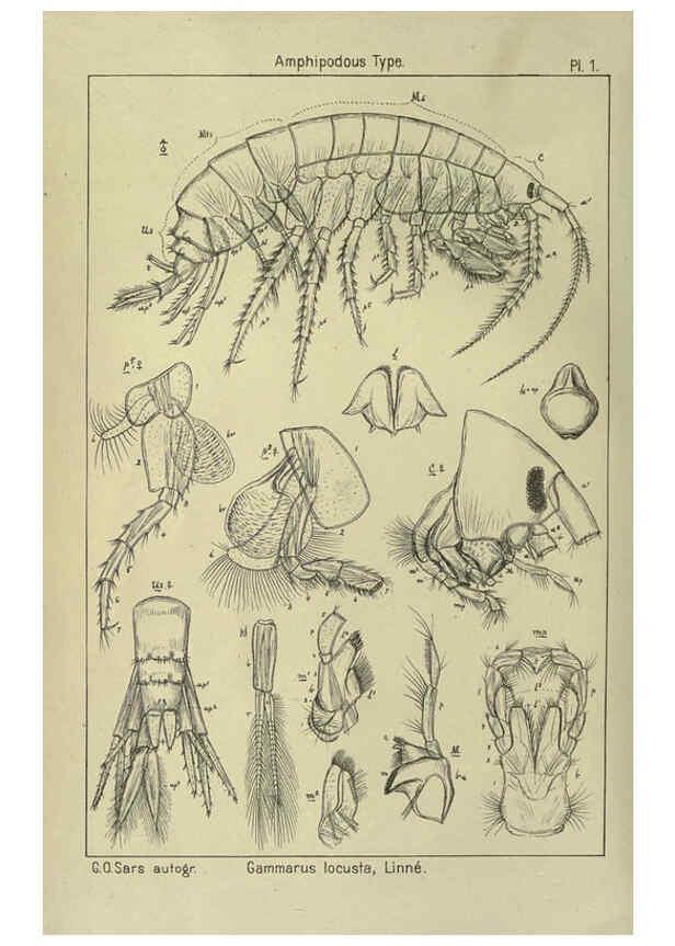 Reproducción/Reproduction 6194919707: An account of the Crustacea of Norway. v.1 Amphipoda (plates) Christiania,A. Cammermeyer,1895-1928