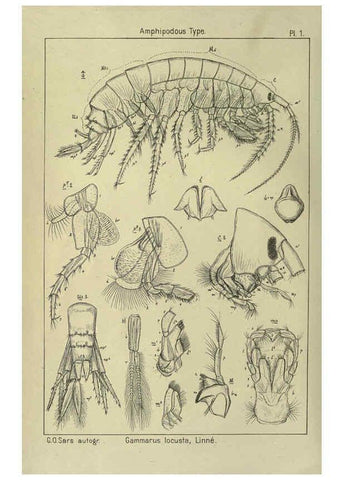 Reproducción/Reproduction 6194919707: An account of the Crustacea of Norway. v.1 Amphipoda (plates) Christiania,A. Cammermeyer,1895-1928