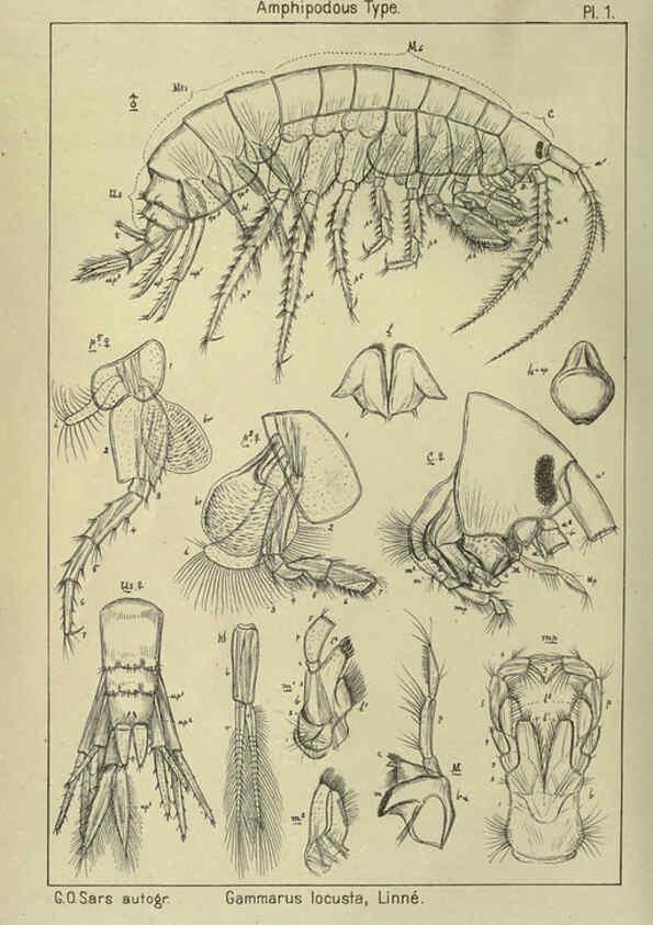 Reproducción/Reproduction 6194919707: An account of the Crustacea of Norway. v.1 Amphipoda (plates) Christiania,A. Cammermeyer,1895-1928