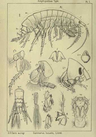 Reproducción/Reproduction 6194919707: An account of the Crustacea of Norway. v.1 Amphipoda (plates) Christiania,A. Cammermeyer,1895-1928