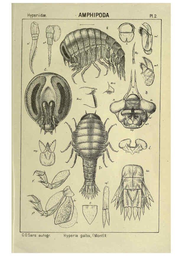 Reproducción/Reproduction 6194919897: An account of the Crustacea of Norway. v.1 Amphipoda (plates) Christiania,A. Cammermeyer,1895-1928