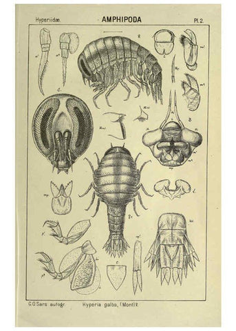 Reproducción/Reproduction 6194919897: An account of the Crustacea of Norway. v.1 Amphipoda (plates) Christiania,A. Cammermeyer,1895-1928