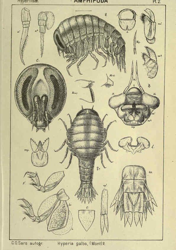 Reproducción/Reproduction 6194919897: An account of the Crustacea of Norway. v.1 Amphipoda (plates) Christiania,A. Cammermeyer,1895-1928