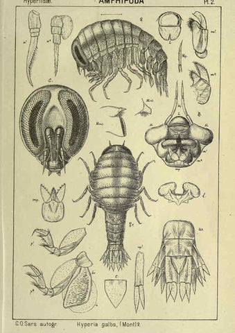 Reproducción/Reproduction 6194919897: An account of the Crustacea of Norway. v.1 Amphipoda (plates) Christiania,A. Cammermeyer,1895-1928