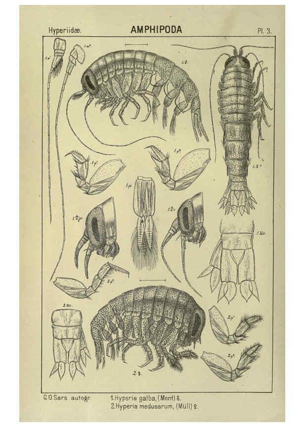 Reproducción/Reproduction 6195437388: An account of the Crustacea of Norway. v.1 Amphipoda (plates) Christiania,A. Cammermeyer,1895-1928