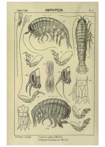 Reproducción/Reproduction 6195437388: An account of the Crustacea of Norway. v.1 Amphipoda (plates) Christiania,A. Cammermeyer,1895-1928