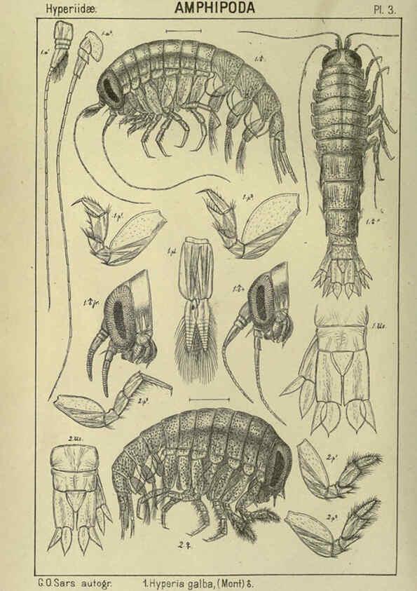 Reproducción/Reproduction 6195437388: An account of the Crustacea of Norway. v.1 Amphipoda (plates) Christiania,A. Cammermeyer,1895-1928