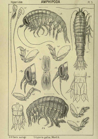 Reproducción/Reproduction 6195437388: An account of the Crustacea of Norway. v.1 Amphipoda (plates) Christiania,A. Cammermeyer,1895-1928