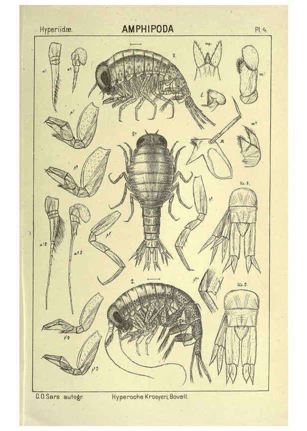 Reproducción/Reproduction 6195437638: An account of the Crustacea of Norway. v.1 Amphipoda (plates) Christiania,A. Cammermeyer,1895-1928