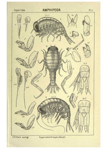 Reproducción/Reproduction 6195437638: An account of the Crustacea of Norway. v.1 Amphipoda (plates) Christiania,A. Cammermeyer,1895-1928
