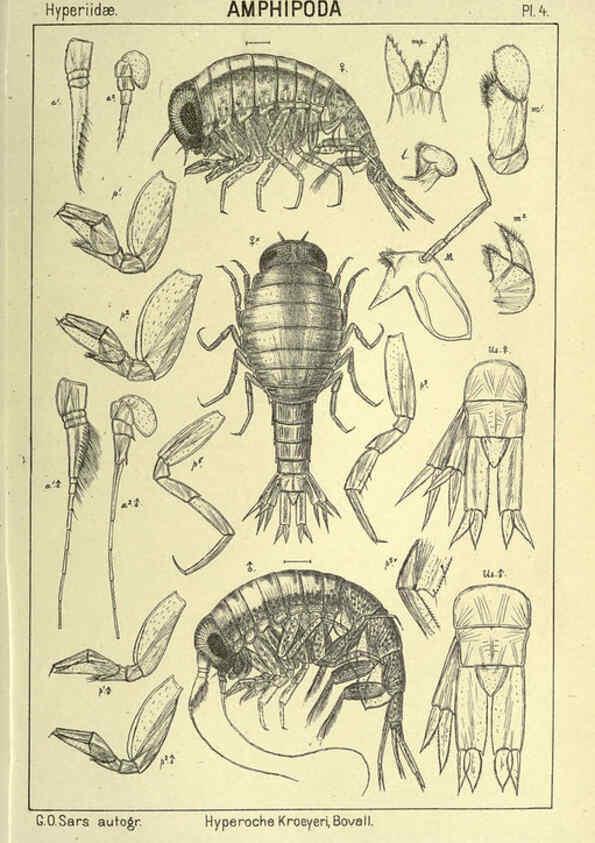 Reproducción/Reproduction 6195437638: An account of the Crustacea of Norway. v.1 Amphipoda (plates) Christiania,A. Cammermeyer,1895-1928