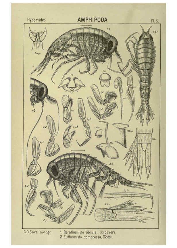 Reproducción/Reproduction 6194920655: An account of the Crustacea of Norway. v.1 Amphipoda (plates) Christiania,A. Cammermeyer,1895-1928