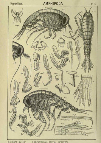 Reproducción/Reproduction 6194920655: An account of the Crustacea of Norway. v.1 Amphipoda (plates) Christiania,A. Cammermeyer,1895-1928