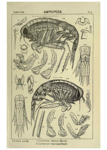 Reproducción/Reproduction 6194920951: An account of the Crustacea of Norway. v.1 Amphipoda (plates) Christiania,A. Cammermeyer,1895-1928