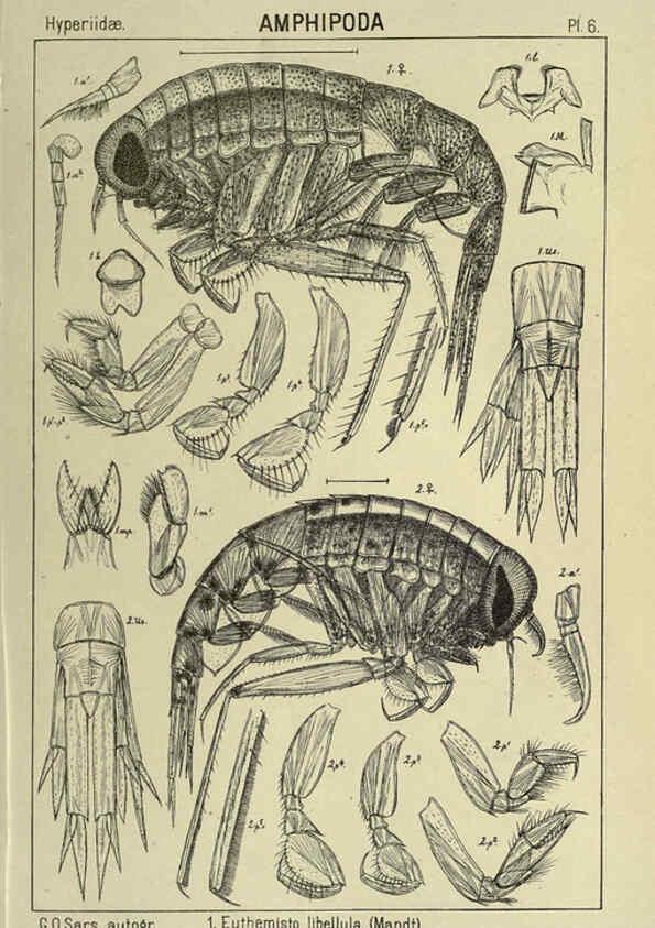 Reproducción/Reproduction 6194920951: An account of the Crustacea of Norway. v.1 Amphipoda (plates) Christiania,A. Cammermeyer,1895-1928
