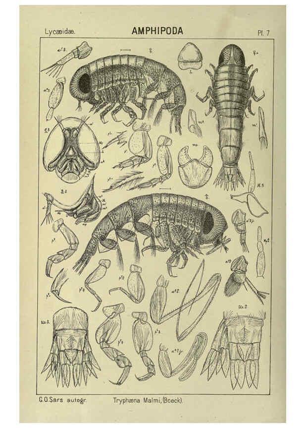 Reproducción/Reproduction 6195438244: An account of the Crustacea of Norway. v.1 Amphipoda (plates) Christiania,A. Cammermeyer,1895-1928