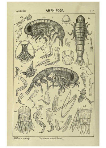 Reproducción/Reproduction 6195438244: An account of the Crustacea of Norway. v.1 Amphipoda (plates) Christiania,A. Cammermeyer,1895-1928