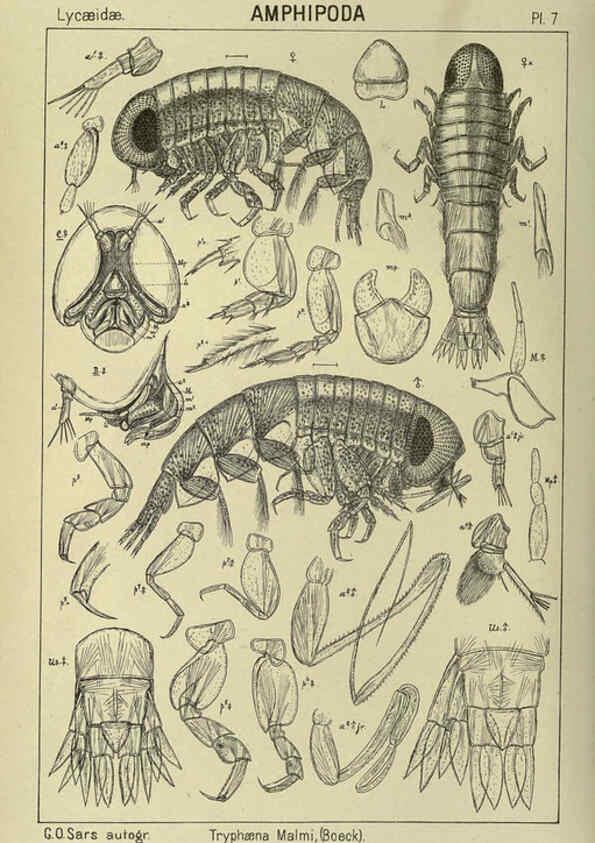 Reproducción/Reproduction 6195438244: An account of the Crustacea of Norway. v.1 Amphipoda (plates) Christiania,A. Cammermeyer,1895-1928