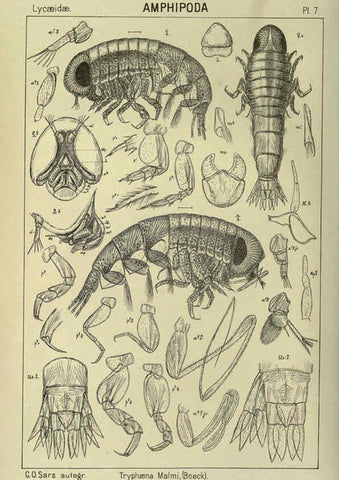Reproducción/Reproduction 6195438244: An account of the Crustacea of Norway. v.1 Amphipoda (plates) Christiania,A. Cammermeyer,1895-1928