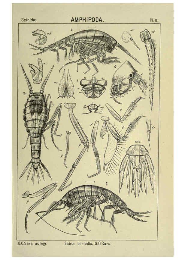 Reproducción/Reproduction 6194921341: An account of the Crustacea of Norway. v.1 Amphipoda (plates) Christiania,A. Cammermeyer,1895-1928