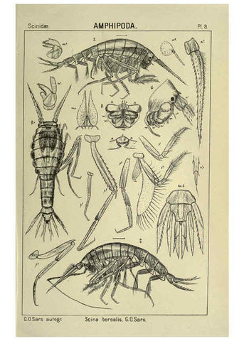 Reproducción/Reproduction 6194921341: An account of the Crustacea of Norway. v.1 Amphipoda (plates) Christiania,A. Cammermeyer,1895-1928