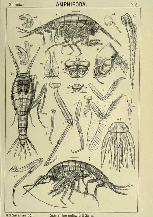 Reproducción/Reproduction 6194921341: An account of the Crustacea of Norway. v.1 Amphipoda (plates) Christiania,A. Cammermeyer,1895-1928
