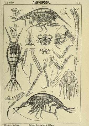 Reproducción/Reproduction 6194921341: An account of the Crustacea of Norway. v.1 Amphipoda (plates) Christiania,A. Cammermeyer,1895-1928
