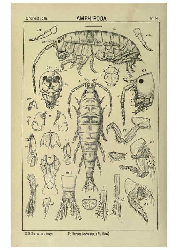 Reproducción/Reproduction 6195438722: An account of the Crustacea of Norway. v.1 Amphipoda (plates) Christiania,A. Cammermeyer,1895-1928