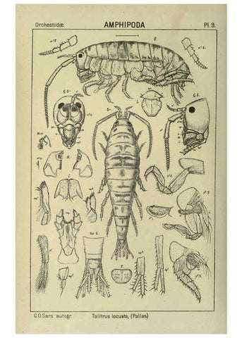 Reproducción/Reproduction 6195438722: An account of the Crustacea of Norway. v.1 Amphipoda (plates) Christiania,A. Cammermeyer,1895-1928