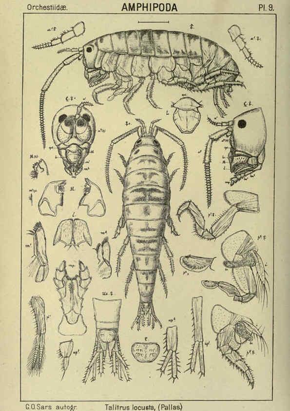 Reproducción/Reproduction 6195438722: An account of the Crustacea of Norway. v.1 Amphipoda (plates) Christiania,A. Cammermeyer,1895-1928