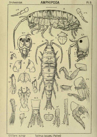 Reproducción/Reproduction 6195438722: An account of the Crustacea of Norway. v.1 Amphipoda (plates) Christiania,A. Cammermeyer,1895-1928