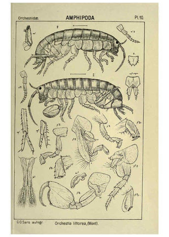 Reproducción/Reproduction 6194921819: An account of the Crustacea of Norway. v.1 Amphipoda (plates) Christiania,A. Cammermeyer,1895-1928