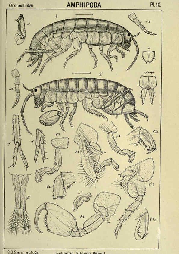 Reproducción/Reproduction 6194921819: An account of the Crustacea of Norway. v.1 Amphipoda (plates) Christiania,A. Cammermeyer,1895-1928