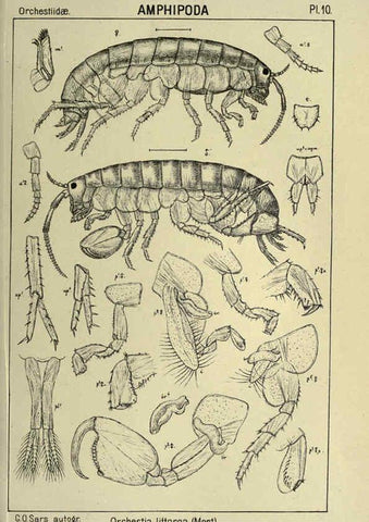 Reproducción/Reproduction 6194921819: An account of the Crustacea of Norway. v.1 Amphipoda (plates) Christiania,A. Cammermeyer,1895-1928