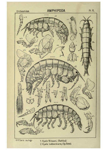 Reproducción/Reproduction 6194922017: An account of the Crustacea of Norway. v.1 Amphipoda (plates) Christiania,A. Cammermeyer,1895-1928