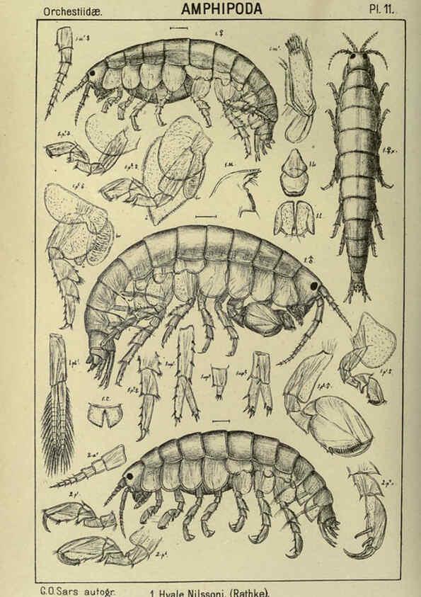 Reproducción/Reproduction 6194922017: An account of the Crustacea of Norway. v.1 Amphipoda (plates) Christiania,A. Cammermeyer,1895-1928