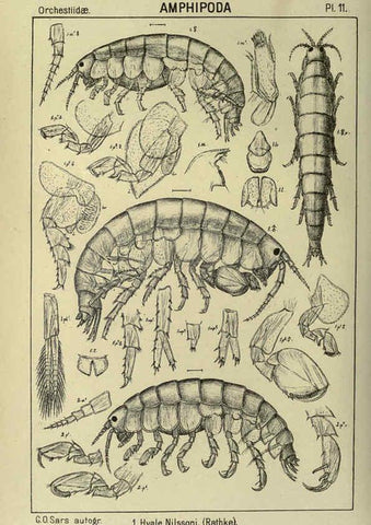 Reproducción/Reproduction 6194922017: An account of the Crustacea of Norway. v.1 Amphipoda (plates) Christiania,A. Cammermeyer,1895-1928