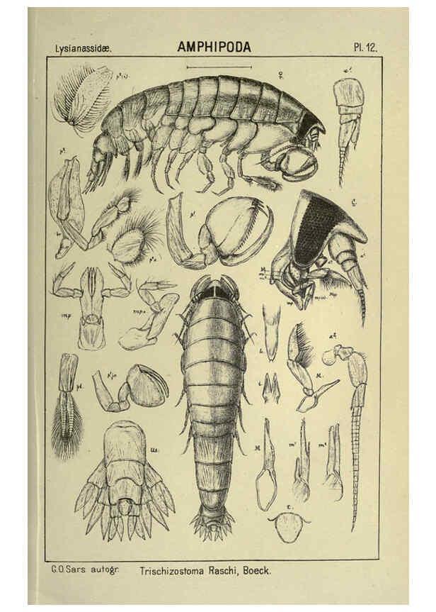 Reproducción/Reproduction 6194922269: An account of the Crustacea of Norway. v.1 Amphipoda (plates) Christiania,A. Cammermeyer,1895-1928
