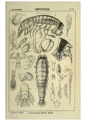 Reproducción/Reproduction 6194922269: An account of the Crustacea of Norway. v.1 Amphipoda (plates) Christiania,A. Cammermeyer,1895-1928