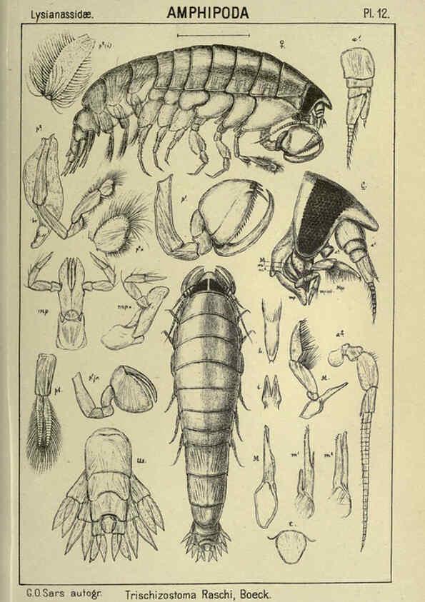 Reproducción/Reproduction 6194922269: An account of the Crustacea of Norway. v.1 Amphipoda (plates) Christiania,A. Cammermeyer,1895-1928